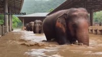 タイ北部チェンマイで洪水　ゾウなどの動物の救出に苦戦