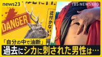 シカの角に刺されたか　京都府の田んぼで男性死亡　過去にシカに刺された男性「油断があった」 繁殖期の危険とは？【news23】