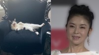 【藤あや子】愛猫「オレオ」が「めっちゃ態度デカイ」フォロワーから猫愛溢れる写真・動画のリプライ続々