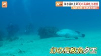 海水温が上昇し…「幻の高級魚」増加　九州北部・玄界灘の変化