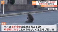 昼過ぎの名古屋の街にサルが…警察が注意を呼びかけ