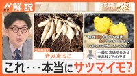 「常識打ち破りたい」これ…本当にサツマイモ！？ 期待の新品種が続々「きみまろこ」「あまはづき」【Nスタ解説】