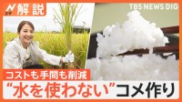 水をほとんど使わないコメ作り カギは“ビール”？ 新農法はメタンガスも削減【Nスタ解説】