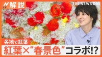 東京でもようやく紅葉　全国の紅葉の色づきマップ、紅葉×“春景色”コラボ！？【Nスタ解説】