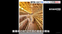 12万羽の殺処分開始　高病原性鳥インフルエンザの疑い高い疑似患畜判定　鹿児島