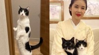 【藤あや子】愛猫オレオが二本脚直立「ニンゲンなんよ…」　フォロワーも直立猫写真を投げあう「猫背じゃない」