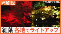 「アメージング！」外国人観光客も感嘆の声 今年は「ライトアップ」で紅葉を楽しむ！【Nスタ解説】