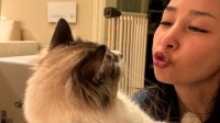 【中島美嘉】愛猫2頭に「お願いすわせて！」すっぴんタコチューで猫足突っ張りを食らう