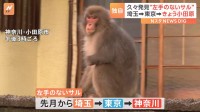 “左手のないサル”久々に発見！近くを原付が通っても余裕の表情　埼玉→東京→きょう小田原　市は「エサをあげないで」注意呼びかけ