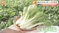 一般にはほとんど流通しない　幻の野菜「しんとり菜」を取材【SUNトピ】