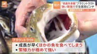 肉食の外来魚「ブラウントラウト」が猛威　岐阜・飛騨市で駆除つづく