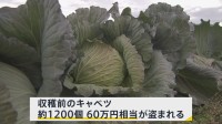 「キャベツがなくなっている」収穫前のキャベツ約1200個が盗まれる　茨城県内で同様の被害相次ぐ