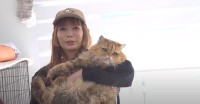 【中川翔子】　「猫111頭を助けて」　緊急動画で呼びかけ　多頭飼育崩壊現場からの猫たちを救うため「里親さん・一時預かりさん・レスキュー・ボランティア・物資支援」を募集