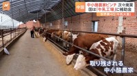 「牛乳大国」中国で酪農家が激減　背景に牛乳価格下落などによる経営悪化　最新設備を利用した大規模な酪農の登場も