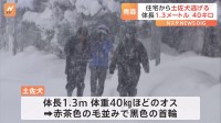 家から逃げ出した土佐犬　捜索続くも見つからず　きのう中型犬の首を噛む　青森県東北町