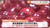 さくらんぼ「佐藤錦」が過去最高の150万円で落札　1粒あたりの価格は約2.2万円