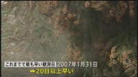 東京でスギ花粉の飛散始まる　これまでの最速記録よりも20日以上早く