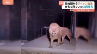 「毛布をめくるとライオンが」トルコの動物園でライオン脱走　自宅で寝ていた住民襲われる