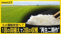 コメ価格安定への“切り札”？ 「田植えのコストかからない」1回の田植えで2回収穫“再生二期作”に熱視線　メリット・デメリットは【news23】