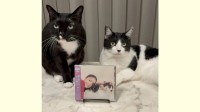 【 ねこ 】藤あや子さんの愛猫マル＆オレオ「ジャケ写デビュー」新曲CDに3人で登場　曲には “両親への思い”