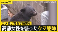 81歳女性襲ったクマ駆除か　今年4～6月で1500件以上…岩手で相次ぐクマ出没　学校への侵入やコメ食い荒らす被害も【news23】