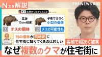 各地で相次ぐクマ被害　遭遇した人「なす術なし」 猟犬の鳴き声・猟銃でクマよけするアプリも【Nスタ解説】