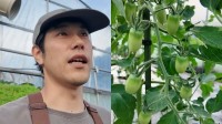 【 松山ケンイチ 】「見て下さい」「すごいですよ」農園でトマトの育成に手応え　フォロワー反応「趣味の域ではない」「農家の我が家より立派」