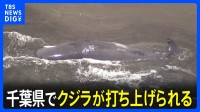 千葉県の海岸にクジラが打ち上げられる…少なくとも4頭か　上空からの様子
