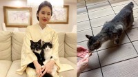 【 ねこ 】藤あや子さんの庭にキジトラの外猫 “じゃこ天くん” 　雨の中やってきてお食事「だいぶ仲良しになったね」　かつて “親睦を深めてから保護” と投稿