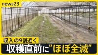 能登を再び襲う大雨「あの時を思い出す」 九州では収穫直前の野菜に深刻被害　収入の9割占める農作物がほぼ全滅【news23】