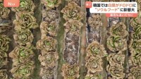 「猛暑警報」韓国　白菜がドロドロに 被害額1500万円超 ソウルフード・キムチにも打撃　豪雨が追い打ち スイカ出荷できず