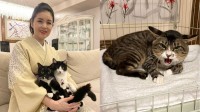 【 ねこ 】藤あや子さん　新入り保護猫「じゃこ天」くんのイカ耳警戒をなだめる「ゆーっくりでいいから慣れていこうね」