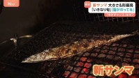 今年の新サンマ「大きさも形も最高」鮮魚店からは「今がチャンス！」例年より安くて脂がのっている