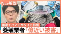 「イカは高級品になりすぎた」猛暑で“海の幸”の商売に異変　スルメイカ不漁もさきいか乾燥機で“新名物”誕生【Nスタ解説】
