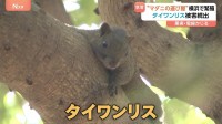 “マダニの運び屋”になる可能性も…タイワンリスが横浜市で繁殖・増加「防ぎようがない」被害が続出