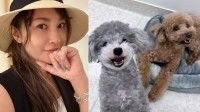 【 いぬ 】瀬戸朝香さんの愛犬サニー＆チョコ　猛暑でも「ニッコリ♥」涼しい室内で笑顔
