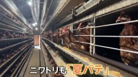 暑さの影響でニワトリは『夏バテ』 旬の梨は小さいけど甘い！東北北部で大雨被害 河川の氾濫や土砂崩れも… 東京では3日連続の猛暑日