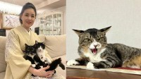 【 ねこ 】藤あや子さん家の新顔「じゃこ天」くん　「シャー」にも余裕の藤さん　先輩マル・オレオに会うまであと2週間程度か