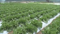 レタス 前週より35％値上がり　集中豪雨や猛暑が影響 「8月は生育は順調、出荷量も増える見込み」と農水省