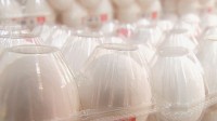 “物価の優等生”たまごが10か月連続で値上がり（前年同月比）　鳥インフルエンザの影響で　今後秋冬に需要増