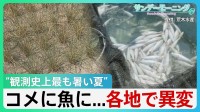 伊勢エビの水揚げ激減 高知ではハマチが大量死　“観測史上最も暑い夏” 各地で異変　影響はコメにまで...【サンデーモーニング】