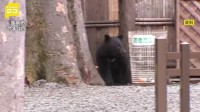 「市街地でもクマに猟銃使用」が可能に　「警察の許可なし」でも市町村の判断で　改正鳥獣保護管理法施行　環境省