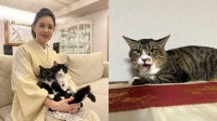 【 ねこ 】藤あや子さんの保護猫「じゃこ天」くん未だ馴れず　先住猫 “オレオ姉さん” 不満顔