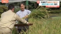 天皇陛下が長靴姿で稲刈り カマを使って手際よく　皇居の水田で陛下自ら田植えした稲を収穫