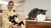 【 ねこ 】藤あや子さんの保護猫「じゃこ天」くん　1ヶ月経っても「激オコ&爆音声量」　フォロワーから様々な体験談相次ぐ「3か月くらい」「うちは5年」