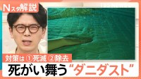「蓄積した死がいとフンが最も多くなるのが9月」“ダニダスト”にご注意　週一回以上の対策を！【Nスタ解説】