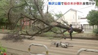 倒木で自転車の女性がけが…高さ10数ｍの桜の木が根元から折れる　東京・駒沢オリンピック公園のサイクリングコース