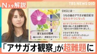 「宿題として破綻」アサガオの観察が超難題に？ラジオ体操は1週間だけ？暑さで夏休みの定番に異変【Nスタ解説】