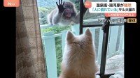 関東有数の温泉地でサルが大暴れ！勝手にバナナを食べたりパンを食べたりやりたい放題！今後の対策は？