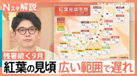 残暑続く9月…今年の紅葉は「広範囲で遅れ」色づく間もなく葉が落ちる可能性も？【Nスタ解説】